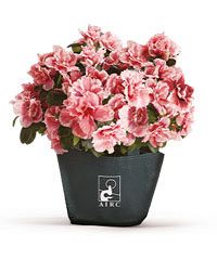 Torna l'azalea della Ricerca AIRC a Manfredonia