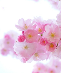 Festa dei Ciliegi in Fiore e Fiera