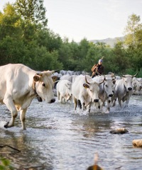 Piante e animali perduti 2024, florovivaismo, artigianato ed enogastronomia