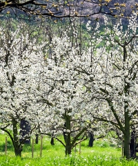 Marcia dei Ciliegi in Fiore 2026