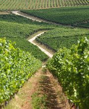 Magnalonga della Valpolicella 2025 - Via f. Chopin 5, San Pietro in Cariano (VR) - Gustare in compagnia le bellezze della Valpolicella Una camminata non competitiva su un percorso di circa 10 km, tra natura ed enogastronomia del terr...