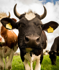 Mostra nazionale dei bovini di razza piemontese - Sapori della Carne