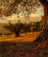 Sagra dell'Oliva dolce Termite di Bitetto 2024