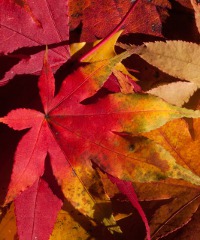 Il Treno del Foliage: alla scoperta dei colori d'autunno