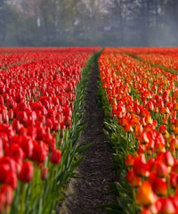 I colori dei tulipani olandesi arrivano a Grugliasco con Tulip U-pick