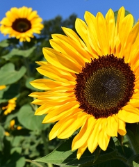 Floravilla, torna la mostra mercato di fiori e piante da giardino - Via Gregorio da Fontana, Castel San Giovanni (PC) - Edizione 2025 A maggio torna la nuova edizione di Floravilla, la mostra mercato dedicata a fiori e piante da giardino nella cornice di Villa Caramello...
