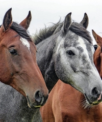 Travagliato Cavalli 2024, in mostra i cavalli più belli del mondo