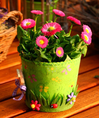 Fiori e Colori di Primavera