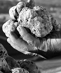 Fiera Nazionale del Tartufo di Moncalvo 2025