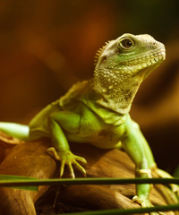 EsotikaExpo Arezzo 2026