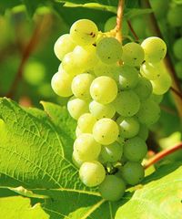 Mostra del Cartizze e Valdobbiadene DOCG - Via della Chiesa 2, Valdobbiadene (TV) - Primavera del Prosecco a S. Pietro di Barbozza La 53ª Mostra del Cartizze e Valdobbiadene DOCG a San Pietro di Barbozza è un viaggio tra eccellenze en...