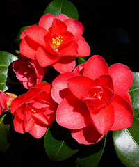 Antiche Camelie della Lucchesia