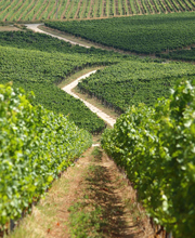 Magnalonga della Valpolicella 2026