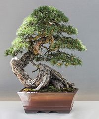 Torna Arcobonsai - Viale Magnolie, Arco (TN) - Edizione 2025 Mercato di bonsai Yamadori, attrezzature, editoria con oltre 60 espositori.