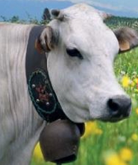 Cavour, carne di razza piemontese 2026