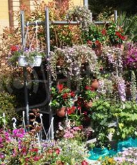 Cattolica in Fiore 2025, fiori e piante ornamentali in mostra - Piazza della Repubblica 14, Cattolica (RN) - 53ma edizione "Cattolica in Fiore" è la mostra mercato dei fiori e delle piante ornamentali, un evento tradizionale e ormai immancabile per Cattolica....
