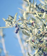 Camminata tra gli olivi a Vicopisano