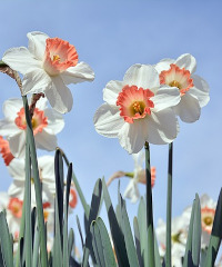 Il narciso incantato si ammira al Castello di Piea 2026