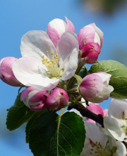 Quattro Ville in Fiore