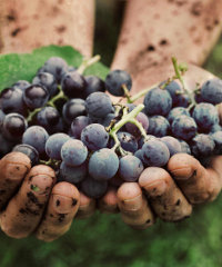 La Festa del vino del Monferrato Unesco