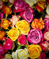 Festa delle rose a Venaria Reale - Viale Carlo Emanuele ii 139, Venaria Reale (TO) - XXI edizione Evento fieristico dedicato alle rose e alle arti floreali, con esposizioni, workshop, attività, incontri, degustazioni, spettacoli e itin...