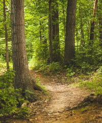 A spasso nel Bosco di San Francesco ad Assisi