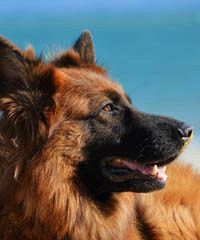 3000 cani in passerella per Liguria Dog Show