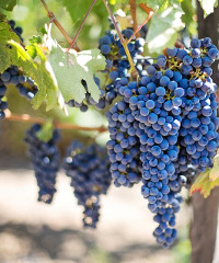 Slow Wine Fair 2026, la fiera dedicata al vino buono, pulito e giusto