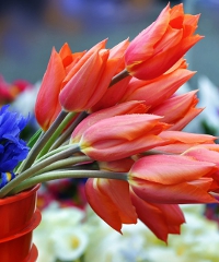 Fiori nella Rocca 2026, mostra mercato di piante e fiori rari