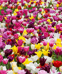 Tulipani a corte a Govone 2026