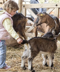 Mostra del Capretto Tipico Vigezzino
