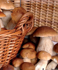 Festa dei funghi e dell'ambiente