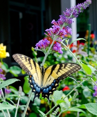 EntoModena 2026, insetti ed invertebrati in mostra