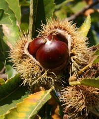 Sagra della castagna e della patata 2025