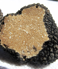 Un tuffo nel gusto con la Fiera Nazionale del tartufo bianco e nero pregiato
