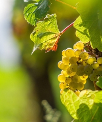 Festival Franciacorta in Cantina 2024