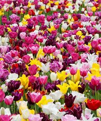 Festa delle bulbose a Villa Taranto 2025 - Via Vittorio Veneto 111, Verbania (VB) - Colori meravigliosi per un appuntamento da non perdere Dal 1957 nei Giardini Botanici di Villa Taranto , sulle sponde del Lago Maggiore, la straordina...
