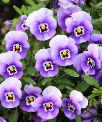 MottaFlor, fiera di primavera