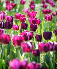 Calderara in fiore 2026