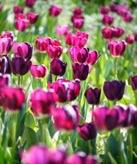 Festa del Tulipano e di Primavera a Castiglione del Lago
