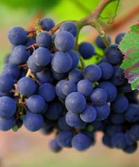 Palio del Recioto, i tradizionali festeggiamenti a Negrar