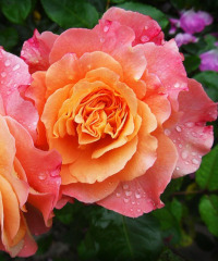 Florì arriva a Moncalieri