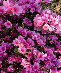 Mostra Mercato dell'Azalea, colori e profumi di primavera