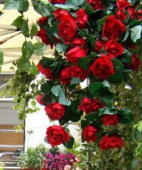 Fiera di San Valentino a Terni