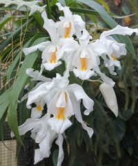 Garda Orchids 2024, meravigliose orchidee ibride e botaniche
