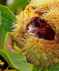 San Martino Castagne e Vino