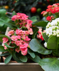 Giardino in fiore, la primavera sboccia ad Ancona - Piazza Camillo Benso Conte di Cavour, Ancona (AN) - Edizione 2025 La festa dei fiori di Ancona è, da oltre vent’anni, Giardino in Fiore che arriva a proclamare l’arrivo della bella stagione. La Primaver...