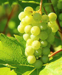 Mostra del Valdobbiadene DOCG 2026