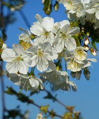 Lana in fiore 2025 - Via Madonna del Suffragio 5, Lana (BZ) - Una celebrazione intensa dei sensi in primavera A Lana, come ogni anno, si festeggia il ritorno della primavera, dei suoi colori e dei suoi profumi. P...
