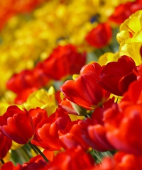 Un angolo d'Olanda ad Arese con Tulip U-pick - Via Giuseppe Eugenio Luraghi 11, Arese (MI) - Passeggiando e raccogliendo tulipani Un mare di colori si apre ad Arese, vicino a Milano, con Tulip U-pick, l'iniziativa che porta un po' di Olanda in...